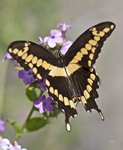 Giant Swallowtail 2730